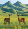 WWW,se260·COM网站APP
